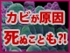 カビが原因で死ぬことも?